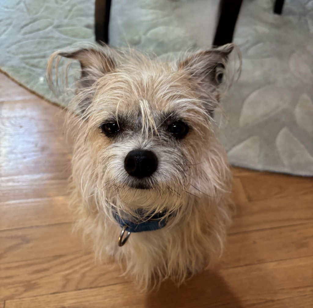 adoptable Dog in Sayreville, NJ named Buddy