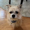 adoptable Dog in sayreville, NJ named Buddy