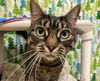 adoptable Cat in sayreville, NJ named Marcie