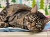 Marcie - Photo 1