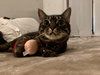 Marcie - Photo 3