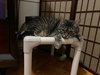 Marcie - Photo 4