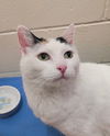 adoptable Cat in sayreville, NJ named Josephine