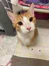 adoptable Cat in sayreville, NJ named Carmel
