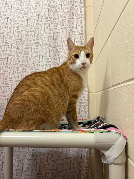 adoptable Cat in Sayreville, NJ named Carmel