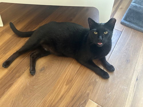 DUKE - Domestic Short Hair available for adoption