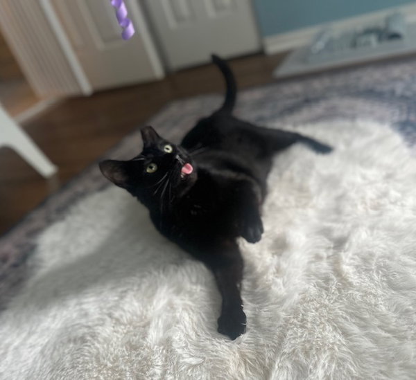 Duke