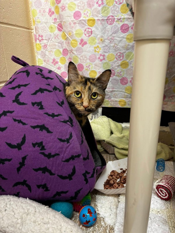 Mimi