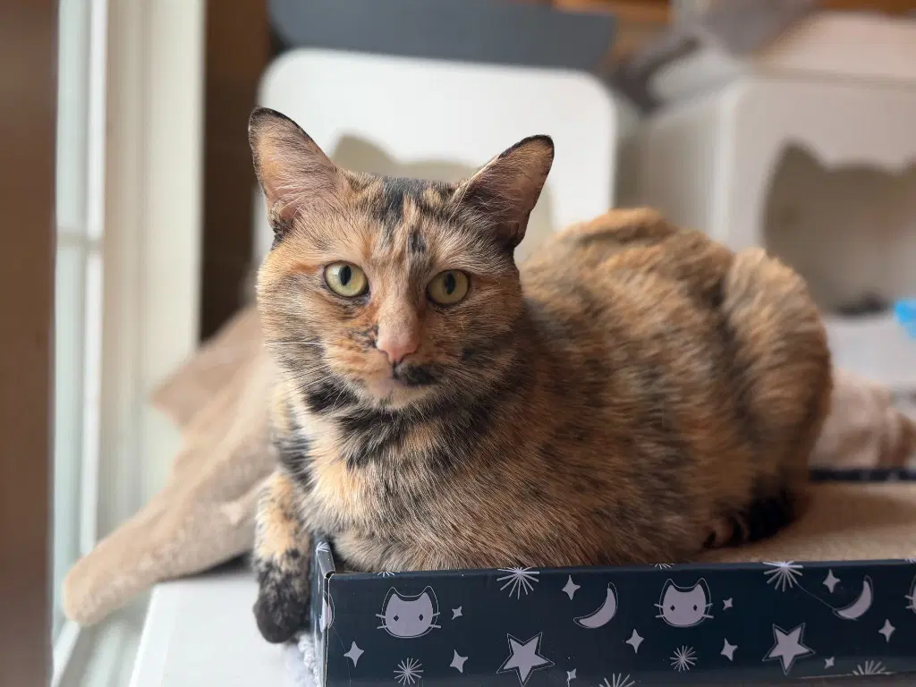 Mimi - Domestic Short Hair