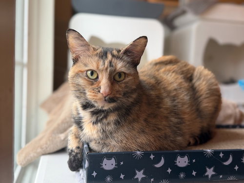 picture of the cat needing adoption
