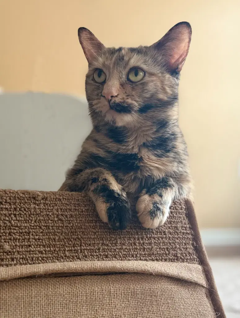 Mimi image 2