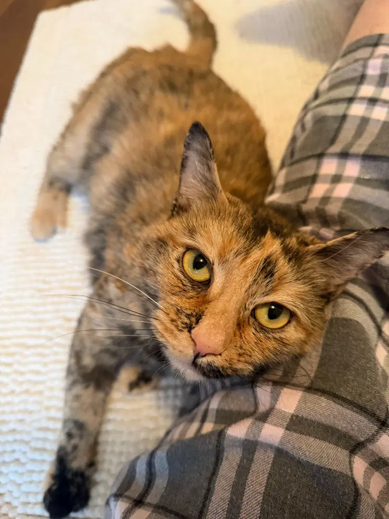 Mimi image 4