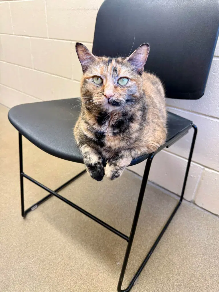 Mimi - Domestic Short Hair