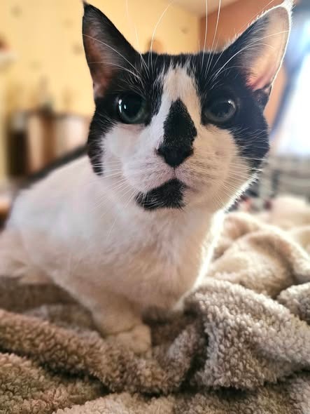 PATCHES - Domestic Short Hair available for adoption