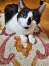Patches - Photo 4