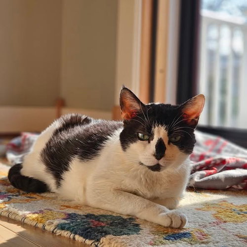 picture of the cat needing adoption