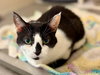 Patches - Photo 2