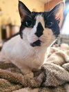 Patches - Photo 4