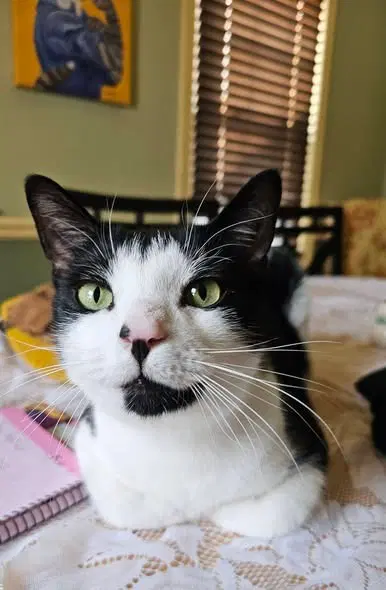 Declan - Domestic Short Hair