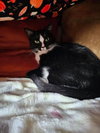 Poppy - Photo 2