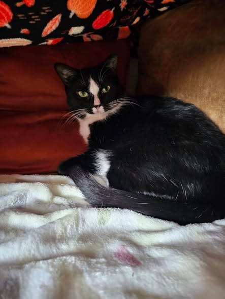 POPPY - Domestic Short Hair available for adoption