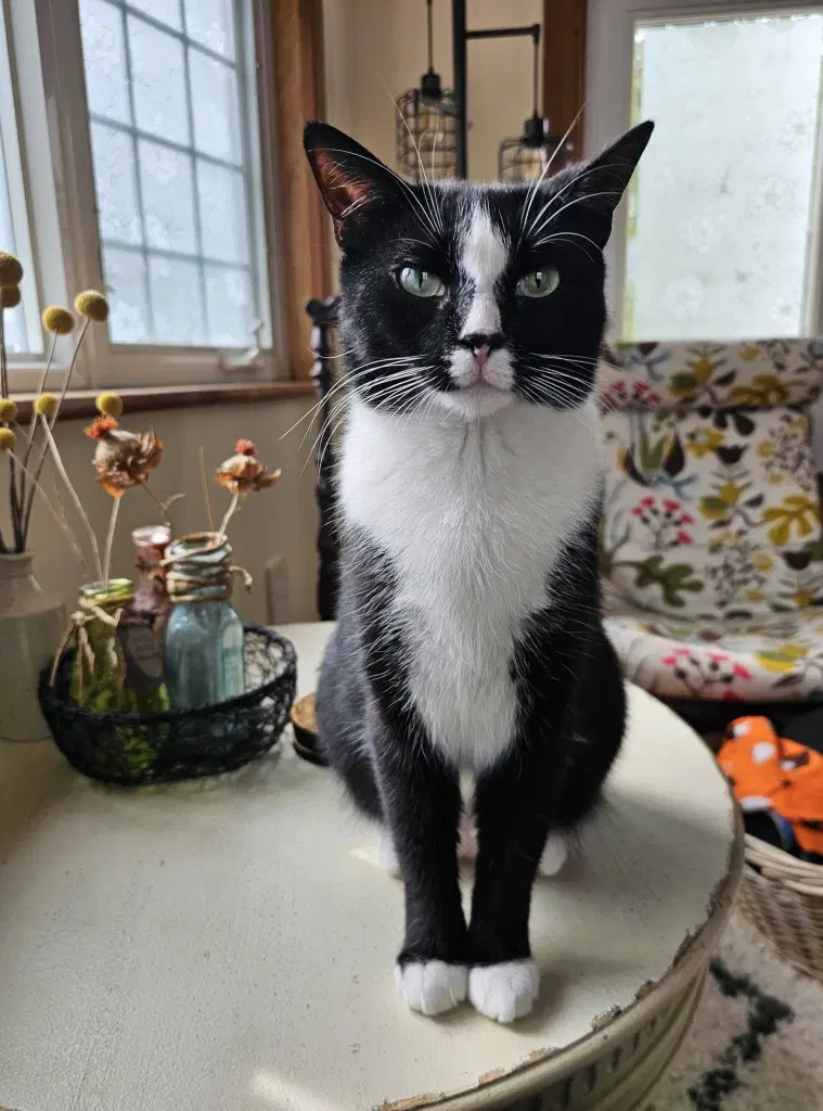 Poppy - Domestic Short Hair