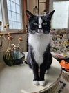 Poppy - Photo 1