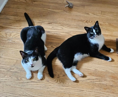POPPY - Domestic Short Hair available for adoption