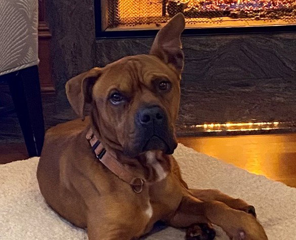 Boxer