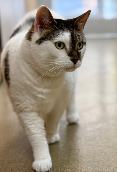 PRINCESS - Domestic Short Hair available for adoption