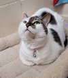 Princess - Photo 4