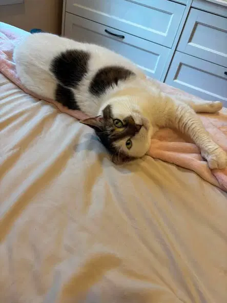 Princess - Domestic Short Hair