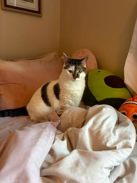 PRINCESS - Domestic Short Hair available for adoption