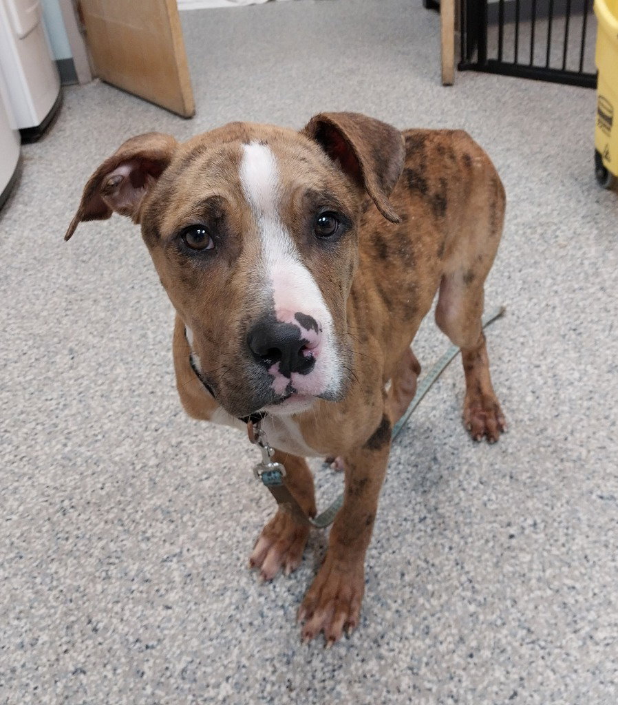 Catahoula Leopard Dog