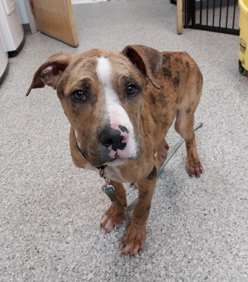 picture of the dog needing adoption