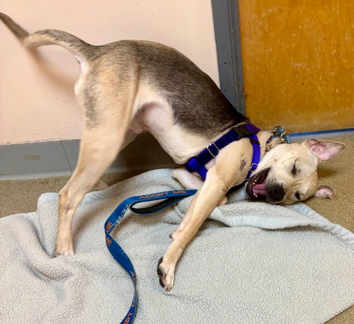 RICKY - Labrador Retriever / German Shepherd Dog available for adoption