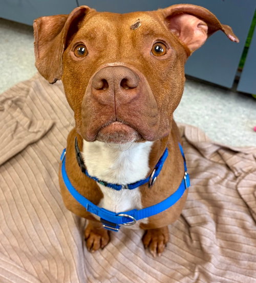 Reese, an adoptable American Staffordshire Terrier in Sayreville, NJ, NJ
