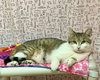 Lancelot - Photo 1