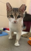 Lancelot - Photo 2