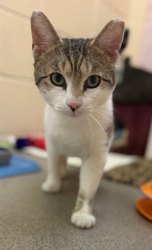LANCELOT - Domestic Short Hair available for adoption