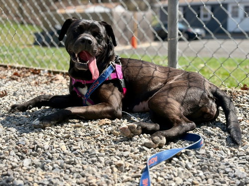 Bunnie, an adoptable Labrador Retriever in Sayreville, NJ, NJ