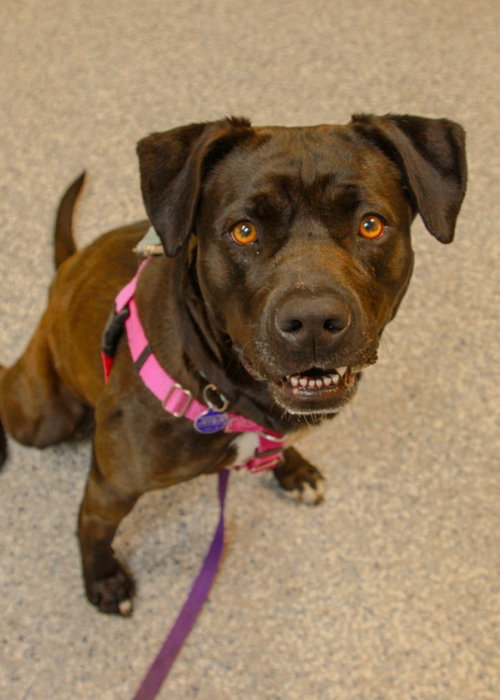 Bunnie, an adoptable Labrador Retriever in Sayreville, NJ, NJ