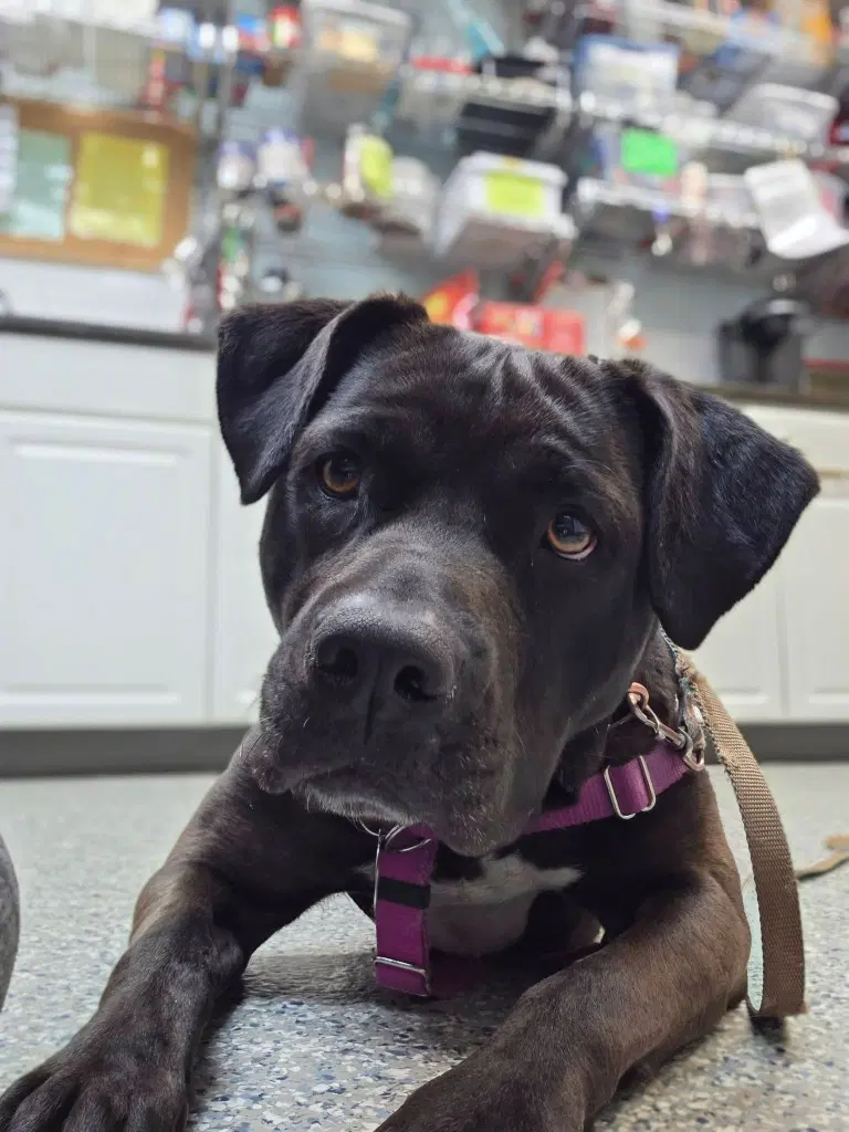 Bunnie - Labrador Retriever