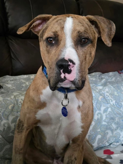 Moose, an adoptable Catahoula Leopard Dog in Sayreville, NJ, NJ