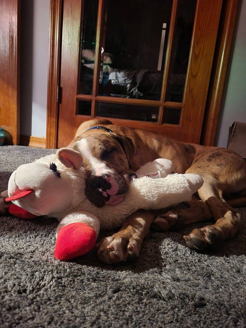 Moose photo 4
