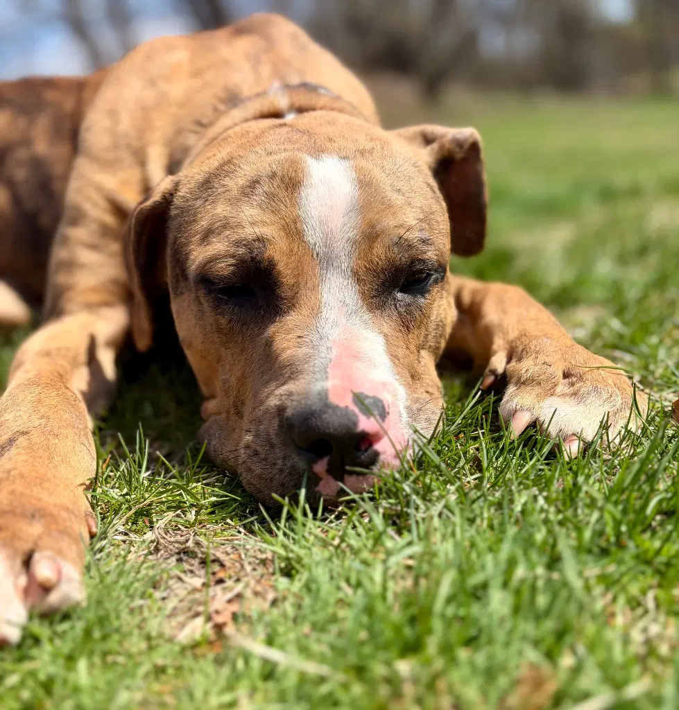 Moose - Catahoula Leopard Dog