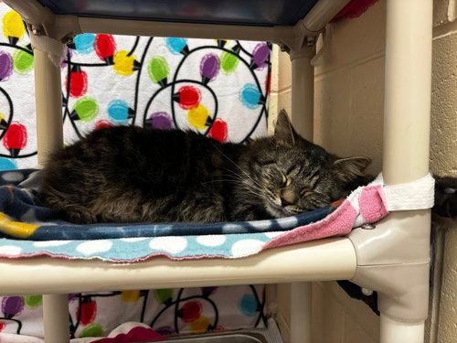 Wyatt, Young Domestic Short Hair / Mixed, cat for adoption in Clifton, New Jersey