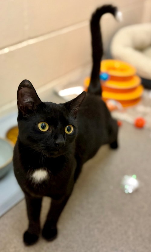 Tippy, Young Domestic Short Hair / Mixed, cat for adoption in Clifton, New Jersey