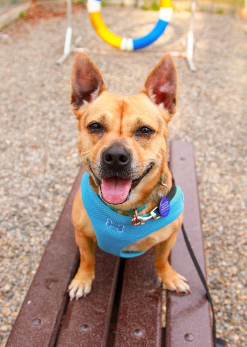 Lucy, an adoptable Corgi in Sayreville, NJ, NJ