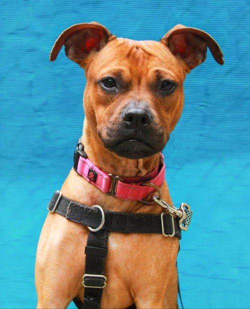 Evie, an adoptable Boxer in Sayreville, NJ, NJ